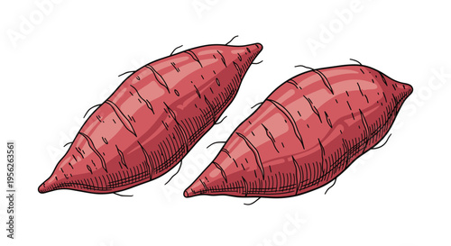 Two fresh sweet potatoes with textured skin are displayed in a detailed hand drawn illustration style on a white surface.