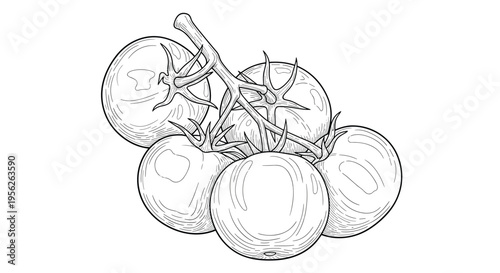 Cluster of fresh vine ripened tomatoes shown in a highly detailed vintage style etching or hand drawn engraving illustration.