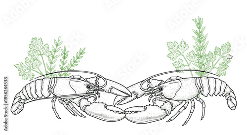 Detailed black and white etching of two lobsters facing each other with sprigs of fresh green parsley and rosemary.