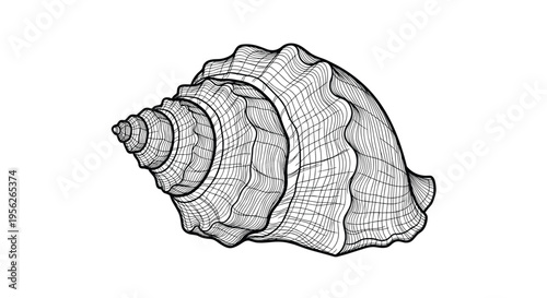 Detailed black and white engraving style illustration of a spiral conch shell found on a beach or in the ocean depths.