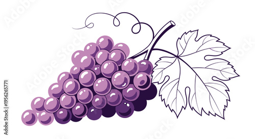 Illustration of a large cluster of ripe purple grapes attached to a vine with a detailed hand drawn leaf for winery use.