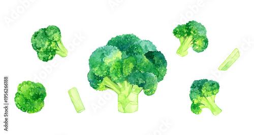 丸ごと＆カットしたブロッコリーのセット　野菜の手描き水彩イラスト素材