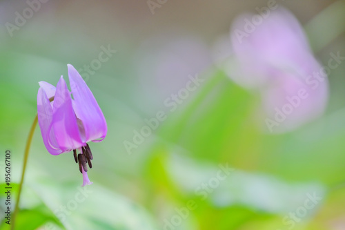 Beautiful Katakuri flower (Erythronium japonicum) blooming in spring