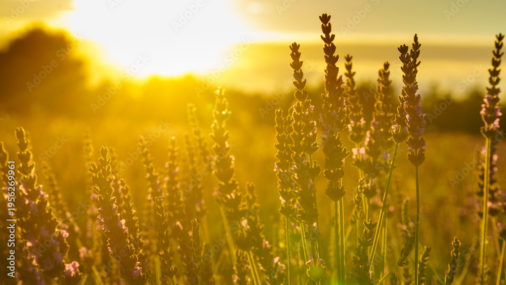 Obraz premium Lavender field at sunset light