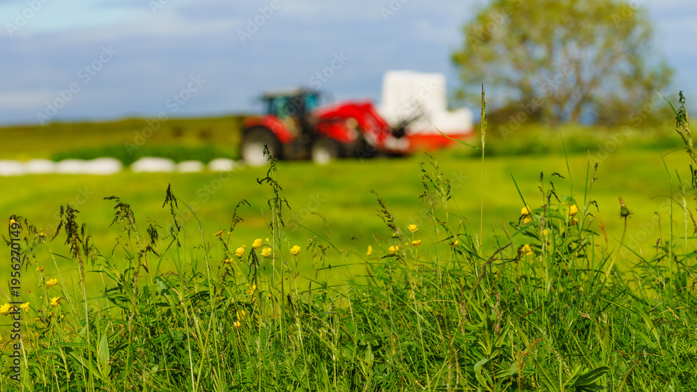 Naklejka premium Bale of hay wrapped in plastic foil, Norway