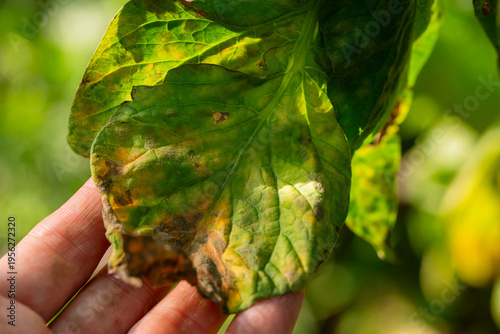 Fotografie Hand checking a tomato leaf showing signs of phytophthora infestans late blight,