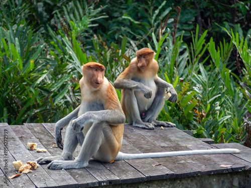 Foto Endemic proboscis monkeys in the mangrove and riverine forests of Borneo