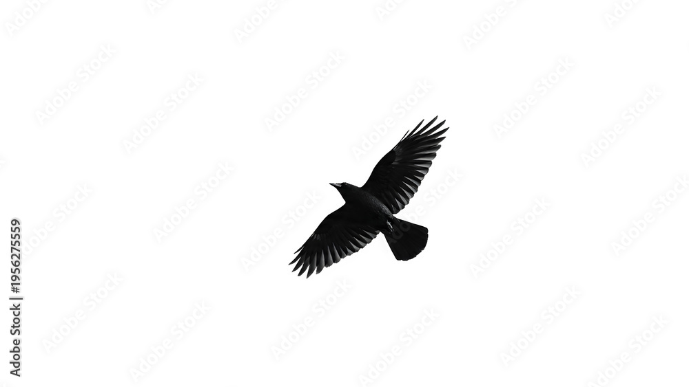 Obraz premium Black crow flying in the sky with copy space minimalist black and white