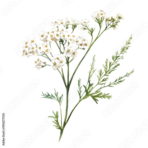 Achillea Branch, watercolor vector portraying a joyful pose with colorful highlights, isolated on a white background.
