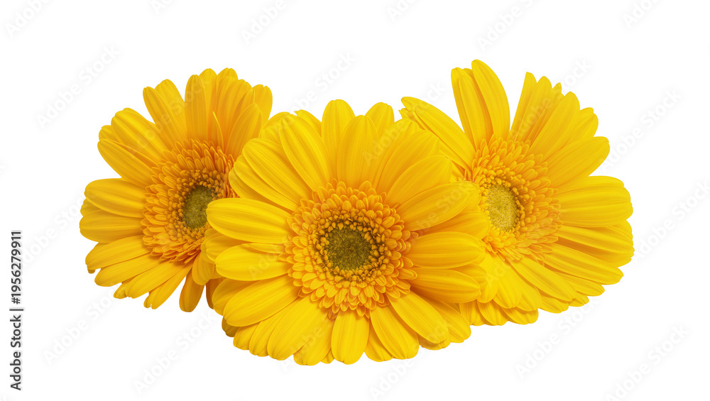 Naklejka premium Isolated three vibrant beautiful yellow Gerbera daisies blooming fresh nature summer flowers