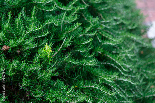 Konstfotografi Salvia rosmarinus, synonym Rosmarinus officinalis, commonly known as rosemary, i