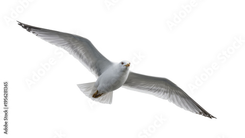 Slika na platnu Isolated beautiful seagull soaring gracefully with its powerful wings spread wid