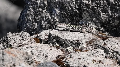 The camera watches a small lizard on a sunlit stone, its belly moving slightly before it suddenly darts away and leaves the frame.