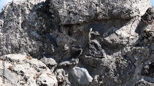 Camera watches a small lizard on a sunlit horizontal stone wall as it waits and turns its head back and forth in close view outdoors.
