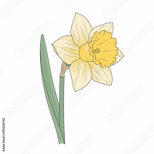 Daffodil flower illustration with yellow petals and green leaves  