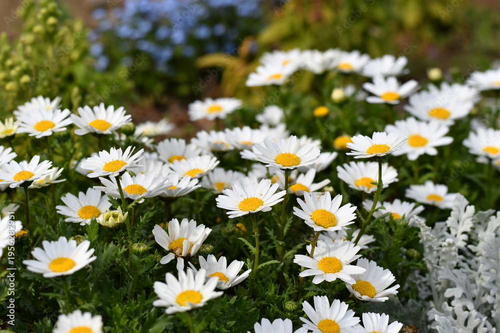 Fototapeta premium ノースポールの花