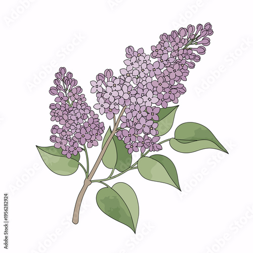 Lilac branch with purple blossoms and green leaves on white background  