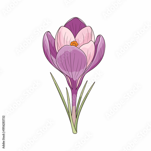 Crocus flower illustration with purple petals and green leaves  