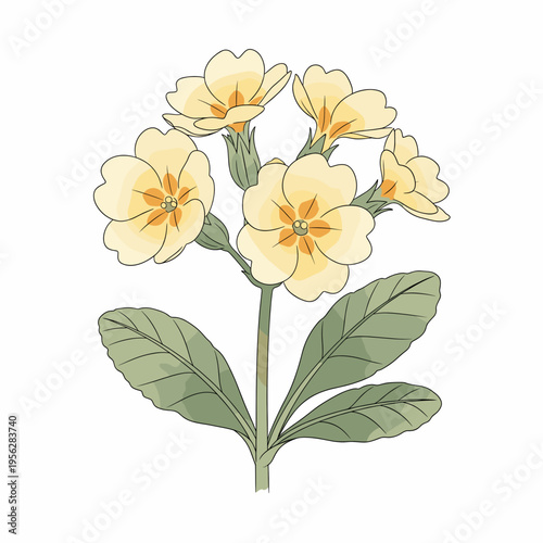 Yellow primrose flower illustration with green leaves  