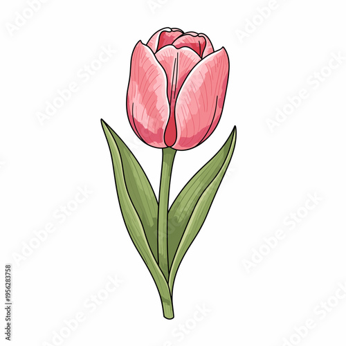 Pink tulip flower illustration with green leaves and detailed petals  