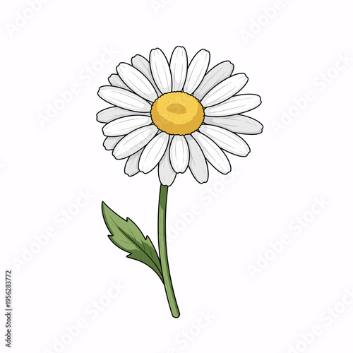 Yellow primrose flower illustration on white background  