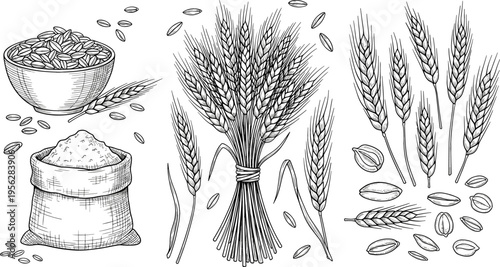 Wheat Grain and Flour Set with Hand Drawn Spikes Seeds Bowl and Sack Vintage Engraving Style Vector Illustration Collection