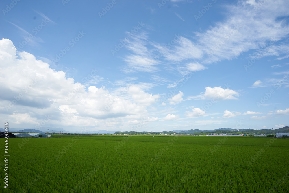 Obraz premium Vibrant green paddy fields meet a bright blue sky filled with sweeping clouds in this serene midsummer Korean rural landscape, perfect for wallpapers.