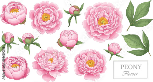Peony botanical elements set. Pink blooms with buds and green leaves in detailed views. Elegant floral collection for wedding invitations, branding, and decorative design.