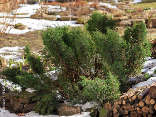 Photography Juniperus sabina ( Latin- Juniperus sabina ) is a coniferous shrub , a species of the genus Juniperus of the family Cypress