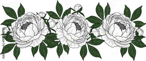 Peony floral border composition. Detailed blooms with lush green leaves in elegant arrangement. Botanical decorative element for invitations, patterns, and refined design projects.