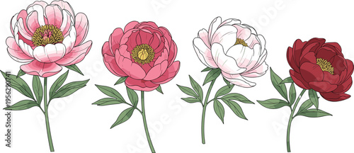 Peony flower variation set. Soft blooming peonies in different colors and stages. Botanical floral illustrations for spring design, wedding decor, and elegant compositions.
