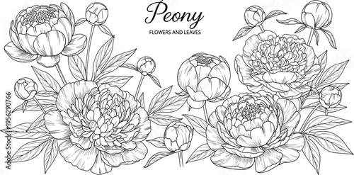Peony line art composition. Hand drawn blooming flowers with buds and foliage. Detailed botanical illustration for coloring pages, tattoos, and vintage decorative design.
