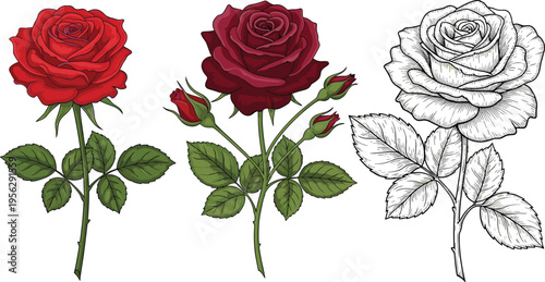 Rose illustration set. Realistic red and burgundy roses with leaves plus vintage line art version. Botanical floral elements for design, tattoos, and decoration.
