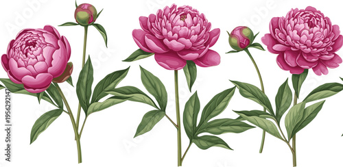 Pink peony stems collection. Realistic blooming flowers with buds and lush leaves. Botanical floral illustrations for garden themes, wedding design, and elegant decoration.