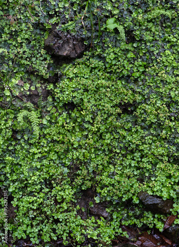 Detailed overhead view of lush green moss and ferns on a damp forest floor