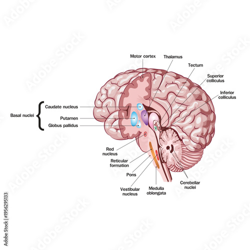 Detailed human brain anatomy illustration showing basal nuclei, thalamus, brainstem, and cerebellum with labeled structures for neuroscience and medical education.