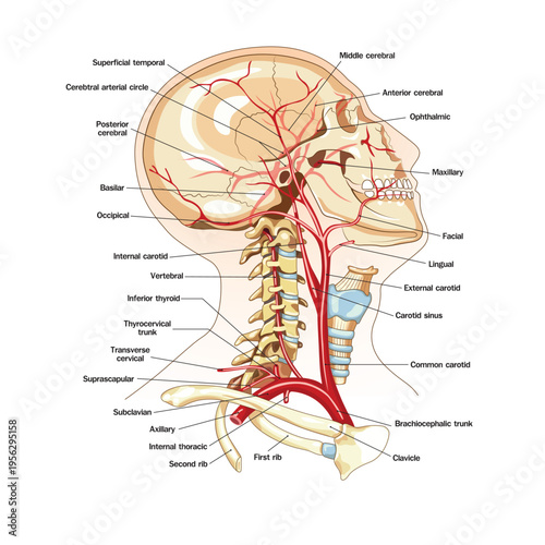 Detailed medical illustration of human head and neck arteries, showing cerebral circulation, carotid system, and vascular anatomy of the brain and skull in labeled diagram.