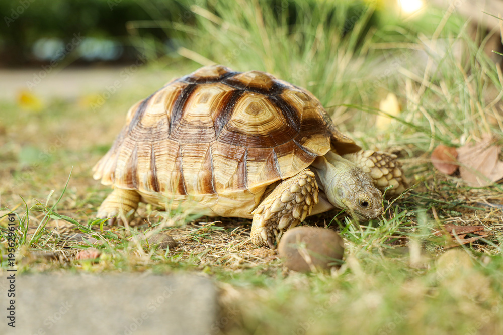 Obraz premium The Sulcata tortoise is in the lawn, excited by the vast expanse of grass.