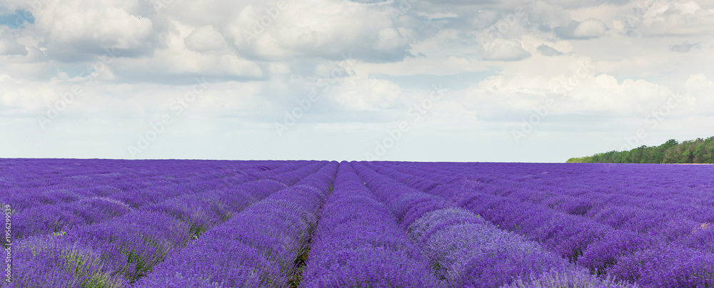 Naklejka premium Lavendelfeld