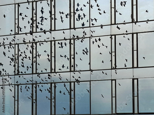 reflecting glass facade with birds