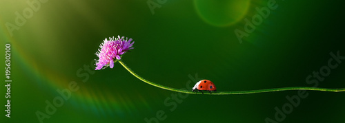 Banner of Ladybug on a slender stem with a pink wildflower, green blurred background, macro nature scene with soft bokeh and copy space