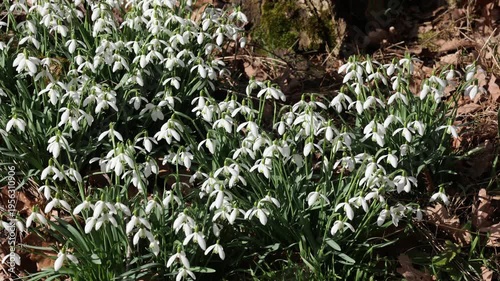 Snowdrops bloom in the forest in spring