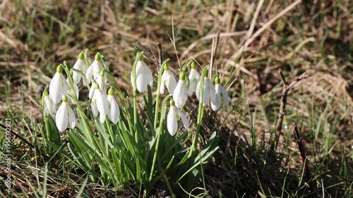 Snowdrops bloom in the forest in spring