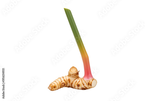 Close-up of a fresh galangal rhizome with vibrant green stem and a reddish-pink transition against a black background.
