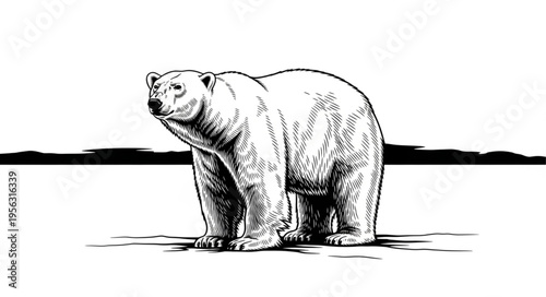 Detailed Black and White Drawing of a Polar Bear.
