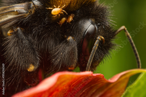 Macro photo of a bumblebee with a lot of yellow mites all over the body sitting on a plant with green and red leaves