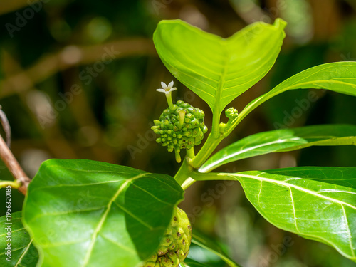 Photography A noni fruit (Morinda citrifolia), photographed on Praslin.