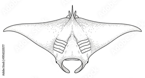 Detailed Line Art Depiction of a Manta Ray.
