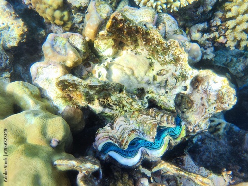 Vibrant Blue Giant Clam Tridacna and Coral Reef Marine Life, Red Sea Egypt