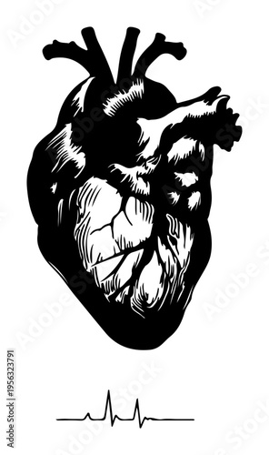 Realistic Human Heart Anatomical Illustration with EKG Pulse Line